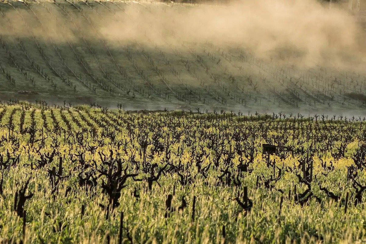 Photo of Ridge Lytton Springs Vineyard