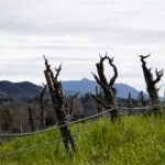 Historic vines at Katz Vineyard, Dry Creek