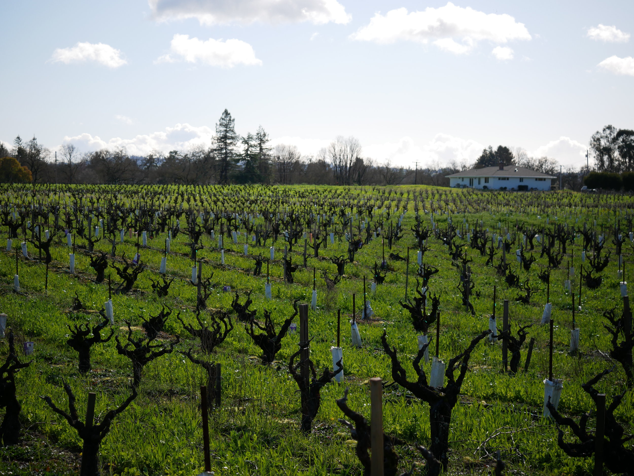 Mancini Ranch, Russian River Valley