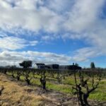 Choral's Vineyard - Lodi