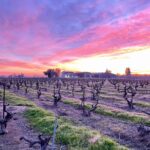 Choral's Vineyard - Lodi