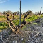 Choral's Vineyard - Lodi