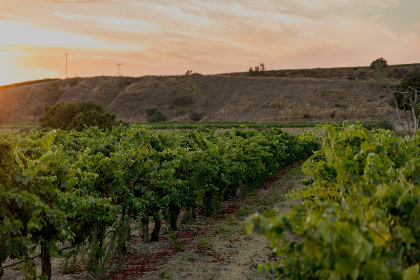 Ernesto Wickenden Vineyard - 3